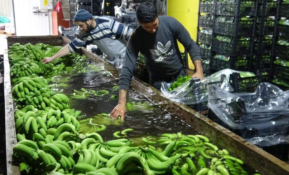 Muzda hasat sezonu başladı, bahçede 16-18 TL