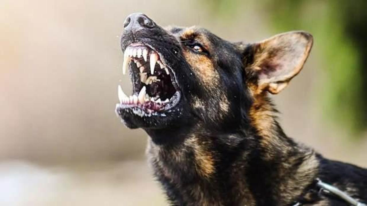 Burdur’da yürüyüş yapan öğrenciyi köpek ısırdı