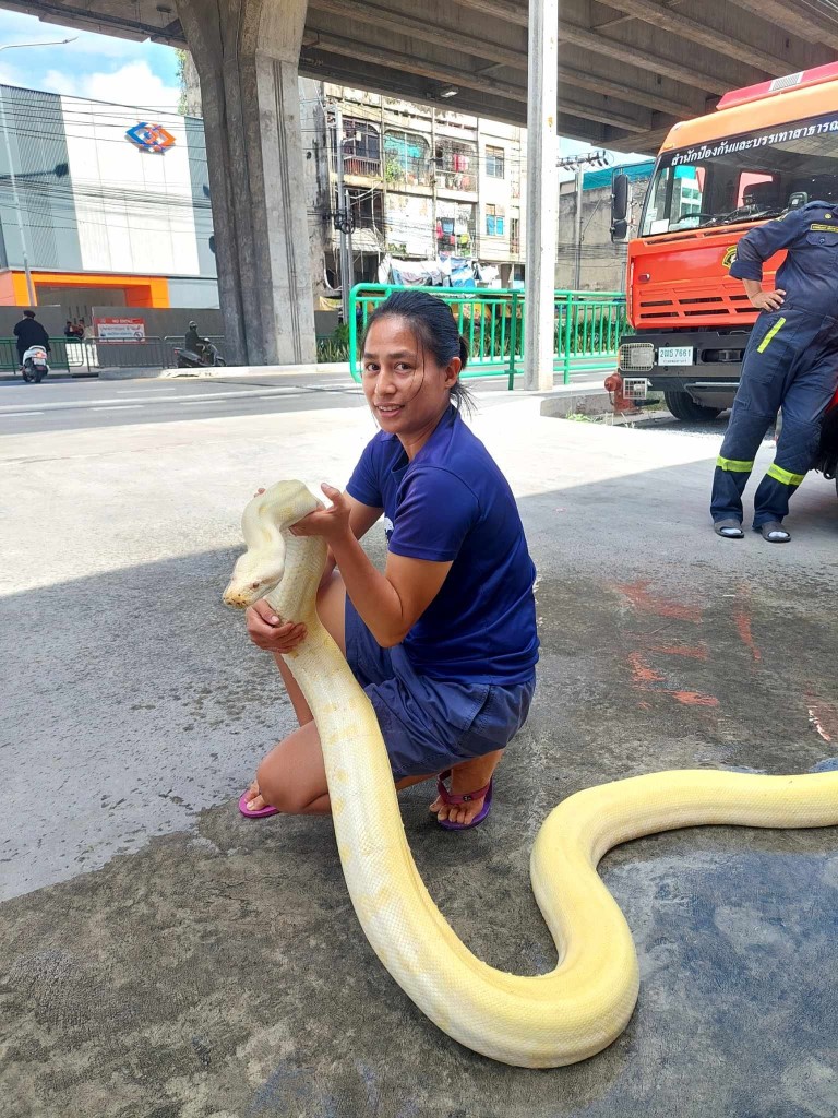 Bangkok'ta yaklaşık 4 metrelik dev piton bulundu
