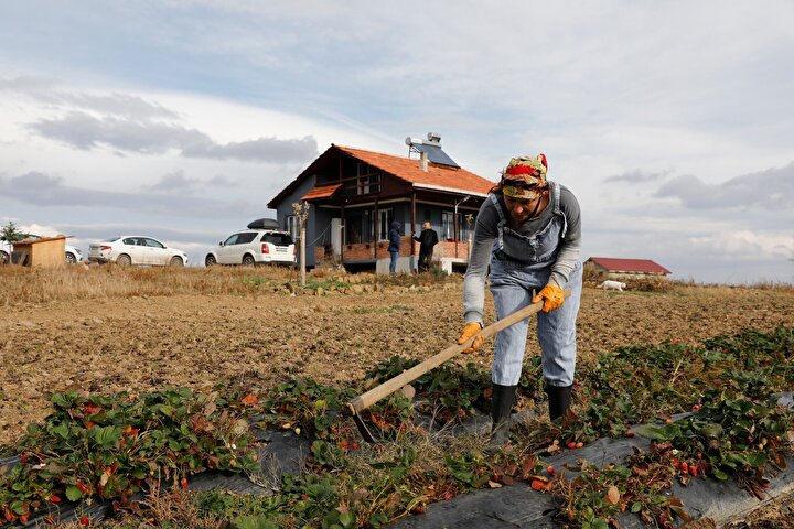 43 yaşındaki Birsen, Samsun'da çilek ve aronya yetiştirmeye başladı