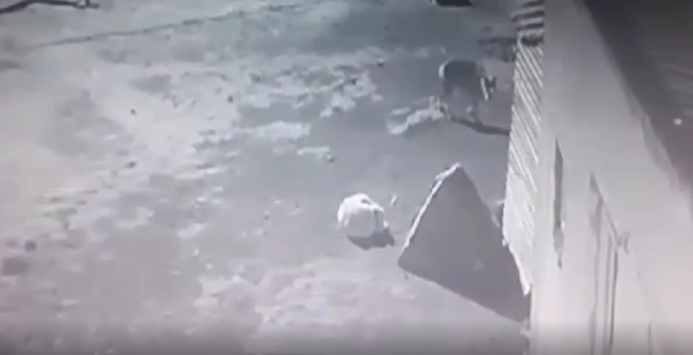 Kars’ta aç kalan kurt, köpeği götürdü, o anlar kaydedildi