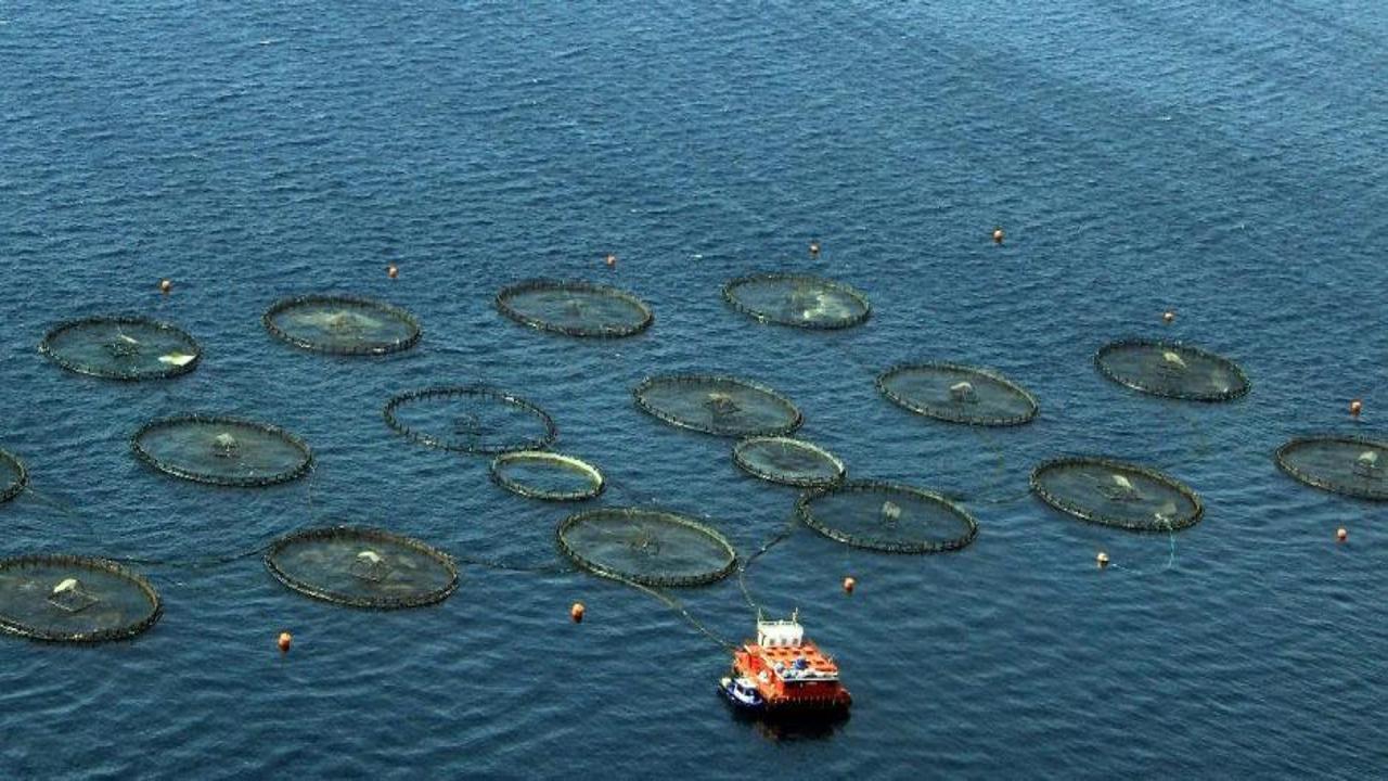 Doğu Karadeniz’in su ürünleri ihracat geliri yüzde 27 arttı