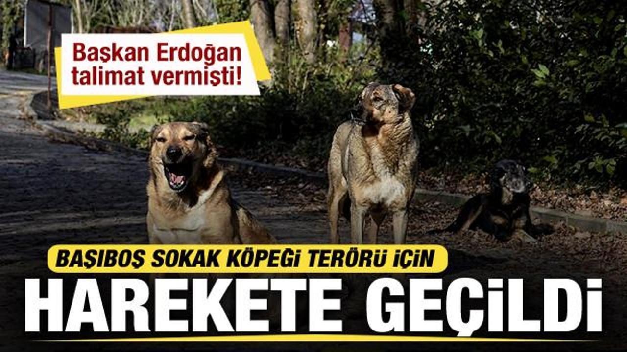 Erdoğan talimat vermişti! Bakan Tunç’tan başıboş sokak köpeği açıklaması