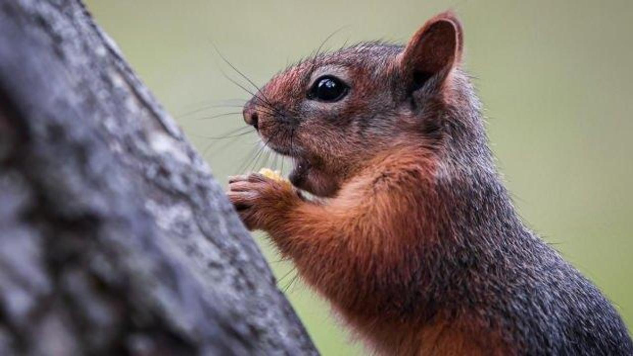 Japonya yüzlerce sincabı itlaf etmeye karar verdi