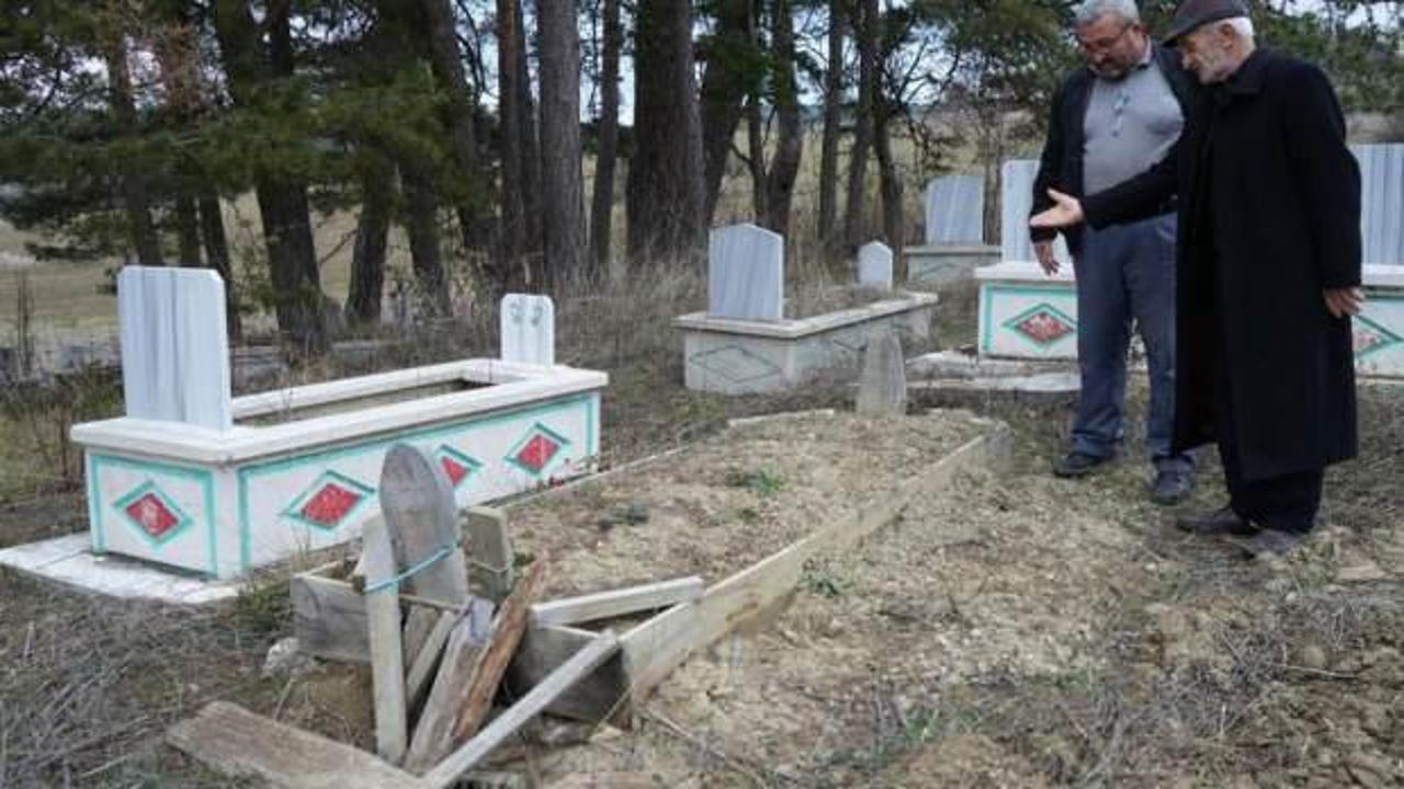 Kış uykusuna yatamayan ayılar, mezarları kazmaya başladı