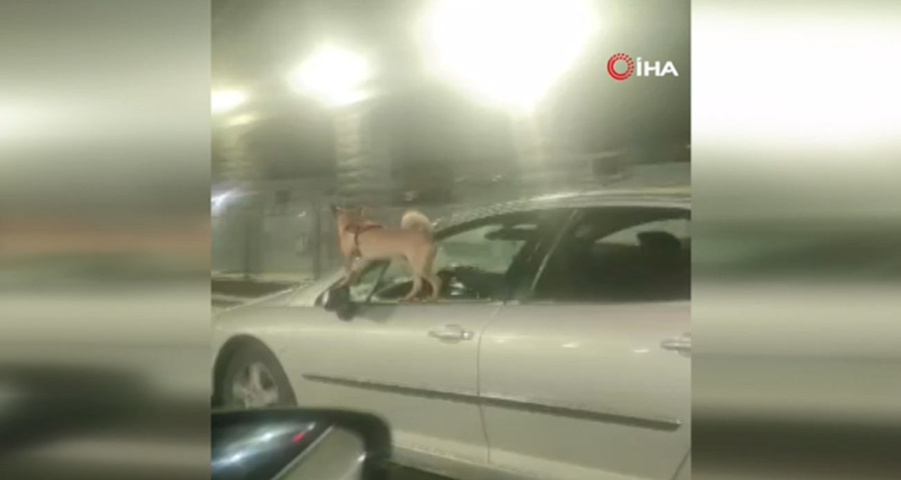 Ankara’da köpeğin tehlikeli yolculuğu kamerada