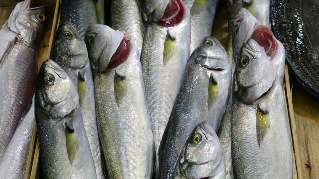 Lüfer tezgahlarda azalınca kilosu 750 TL’ye yükseldi