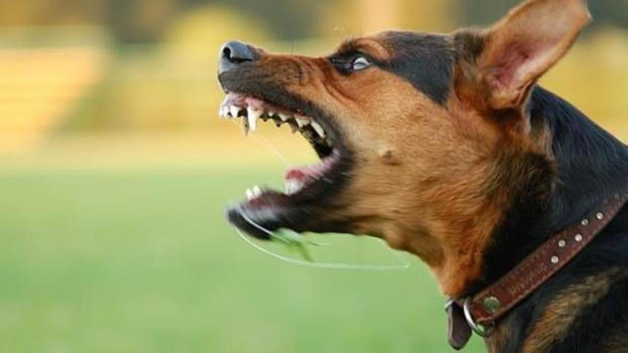 Sahipsiz köpeklerden kaçarken otomobil çarpan öğrenci yaralandı