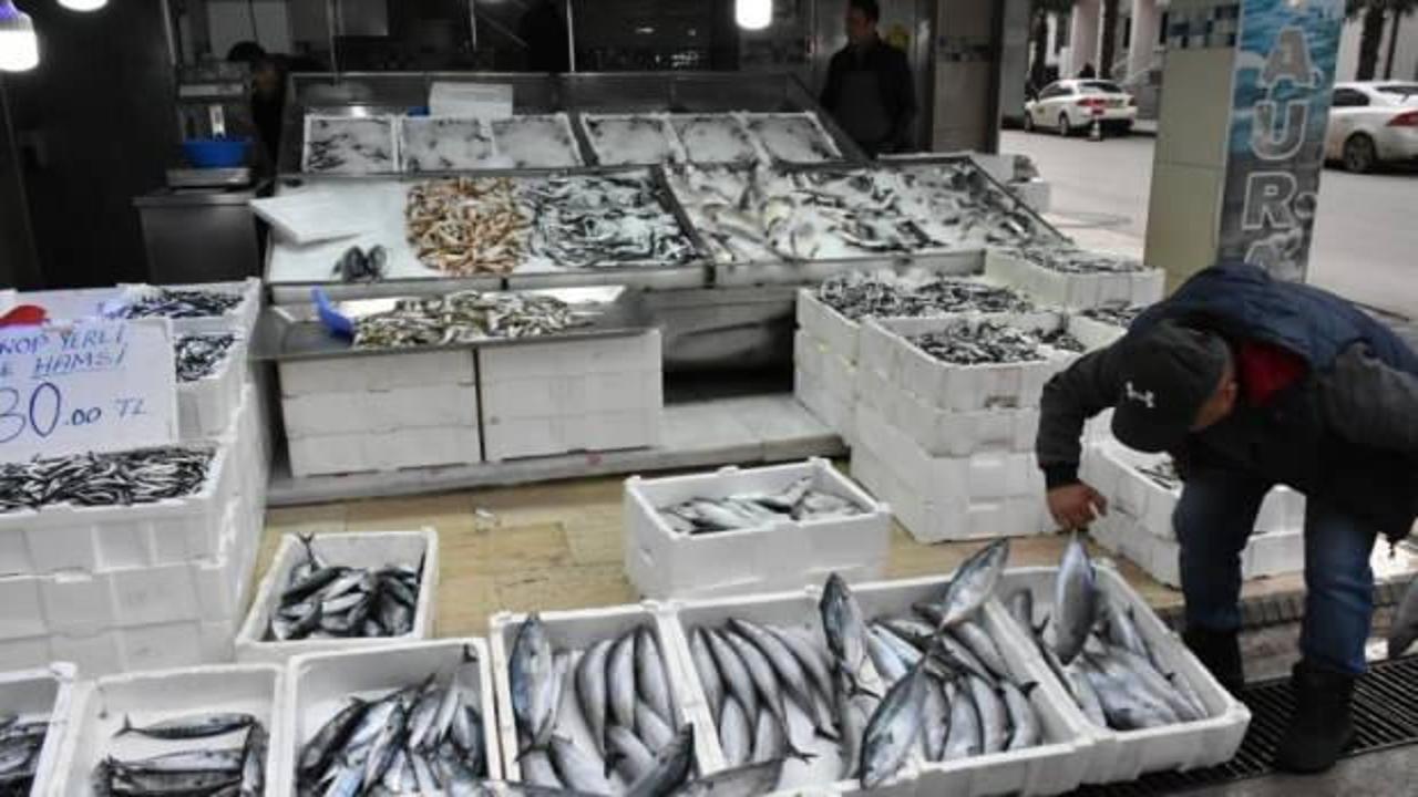 Sinop’ta palamudun tanesi 200 lira