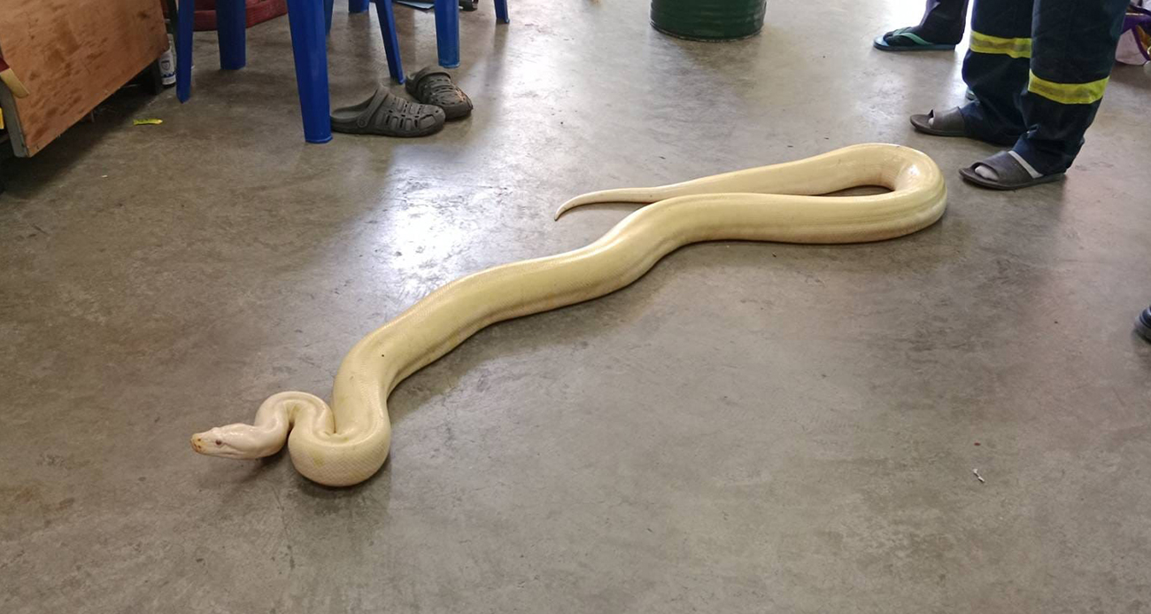 Bangkok’ta yaklaşık 4 metrelik dev piton bulundu