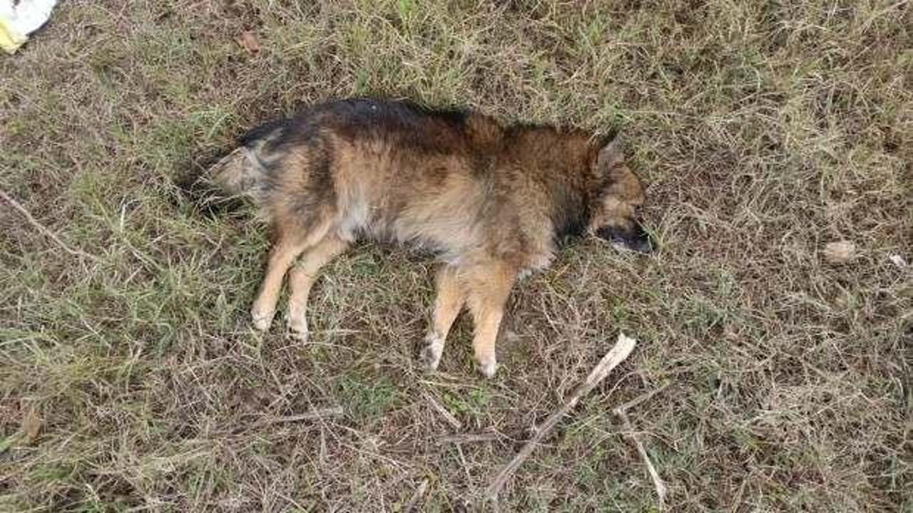 Zehirlenme şüphesi: Aydın’da 30 köpek ile 3 tilki ölü bulundu
