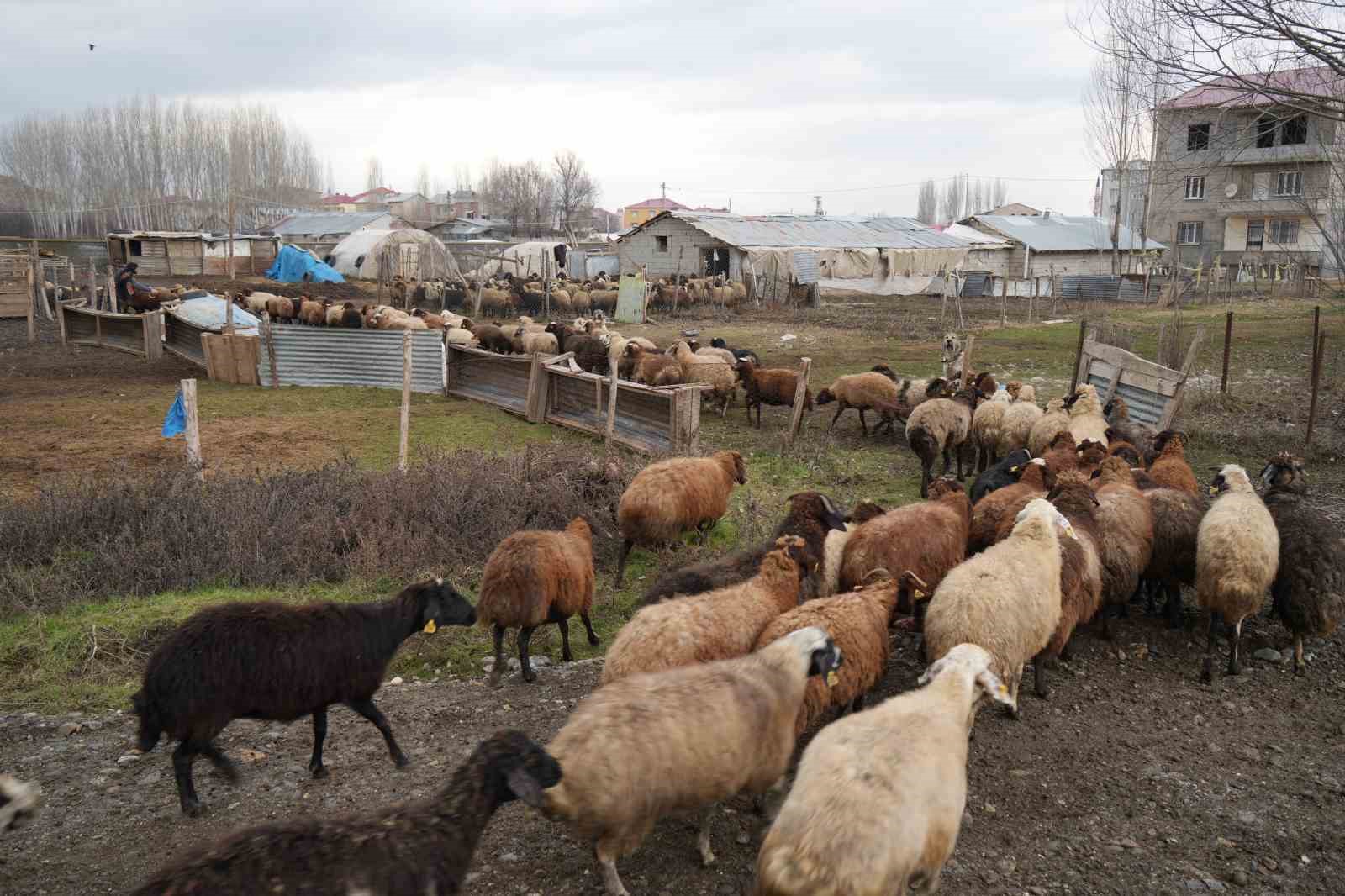 Kar yağmaması besicilere tasarruf sağlıyor