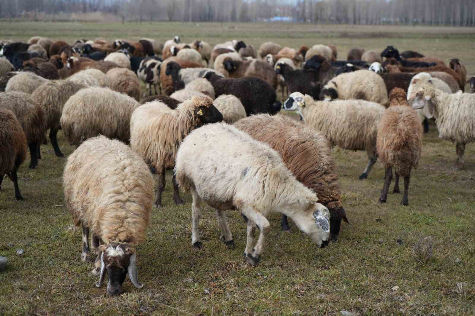 Kar yağmaması besicilere tasarruf sağlıyor