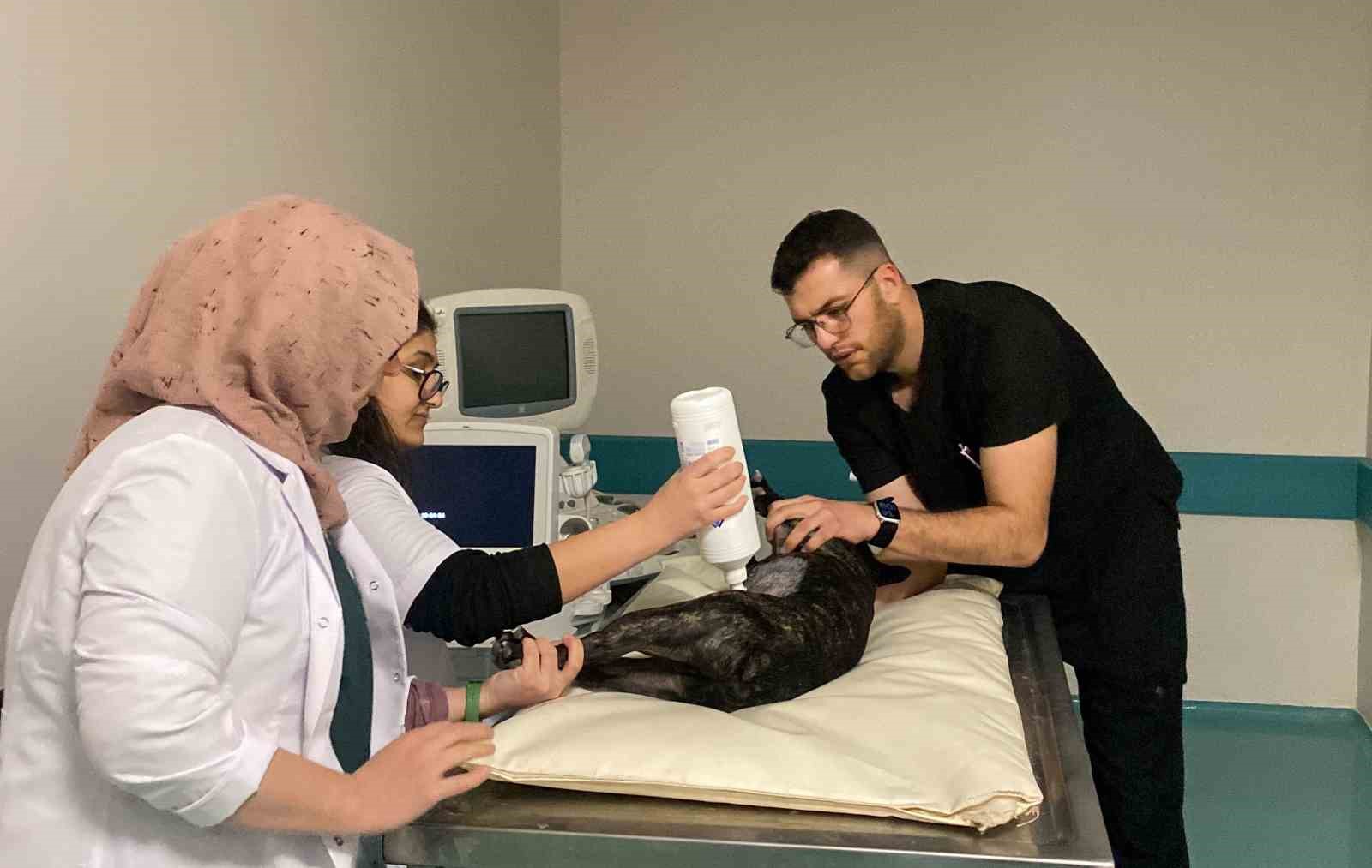 Türkiye’nin en büyük hayvan hastanesi 7/24 hizmette