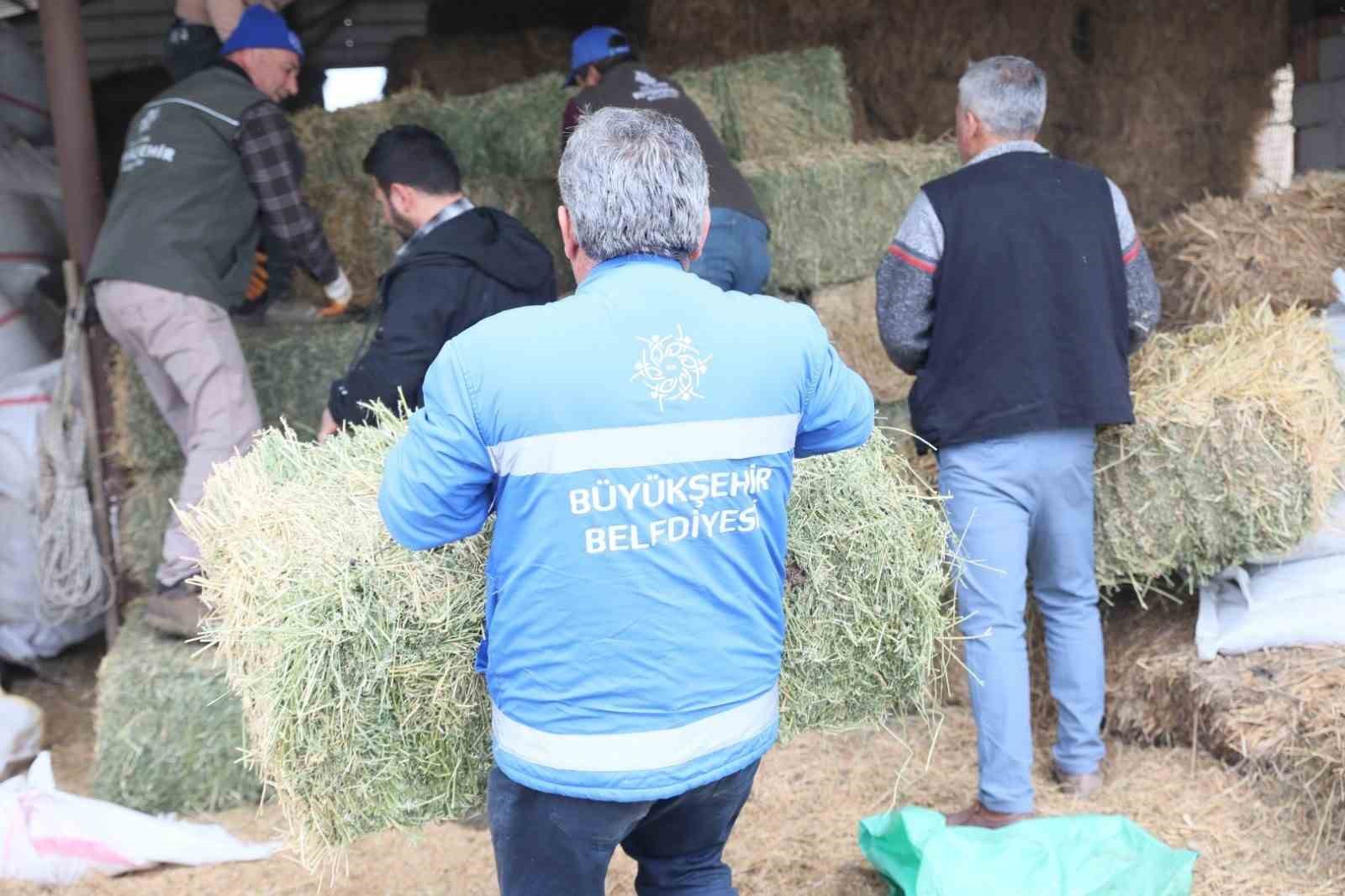 Başkan Çerçioğlu’ndan üreticiye yem ve yonca desteği