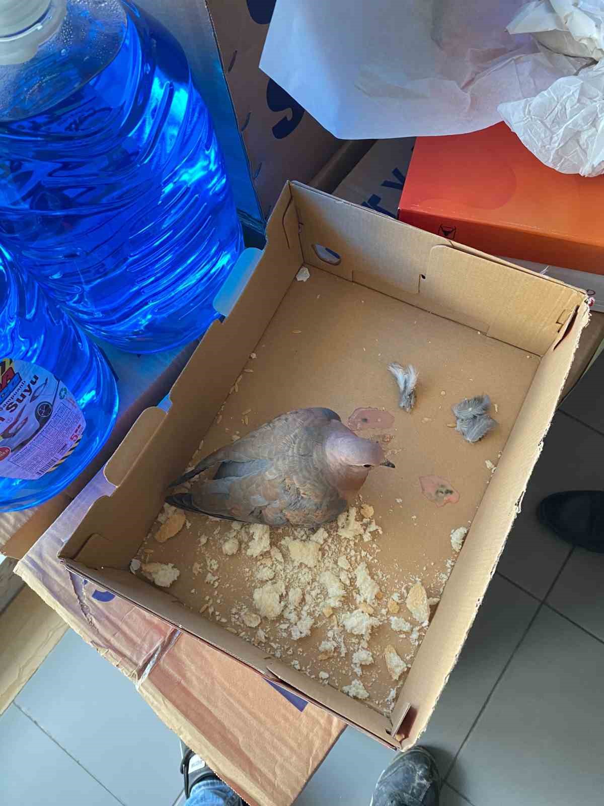 Uçamayan güvercine sağlık ekipleri sahip çıktı