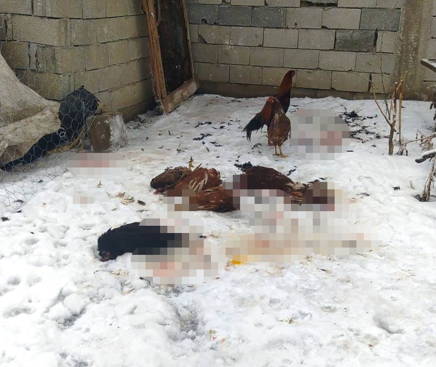 Van’da başıboş köpekler kümes hayvanlarına saldırdı