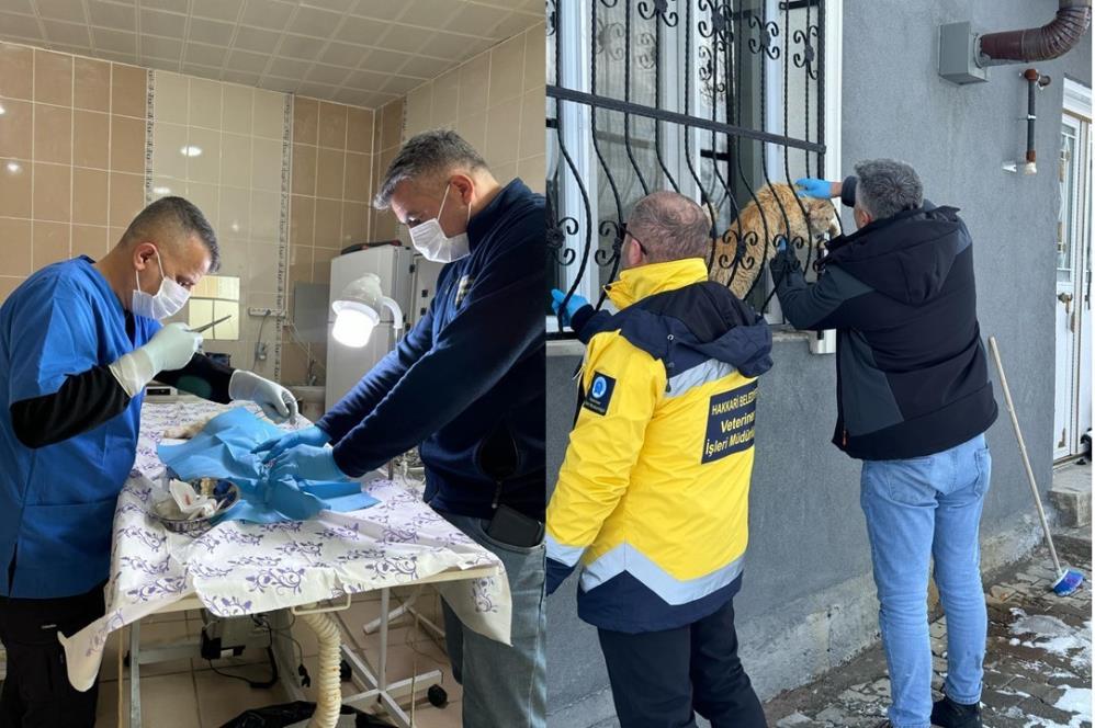 Hakkari’de sahipsiz kediler tedavi altına alındı