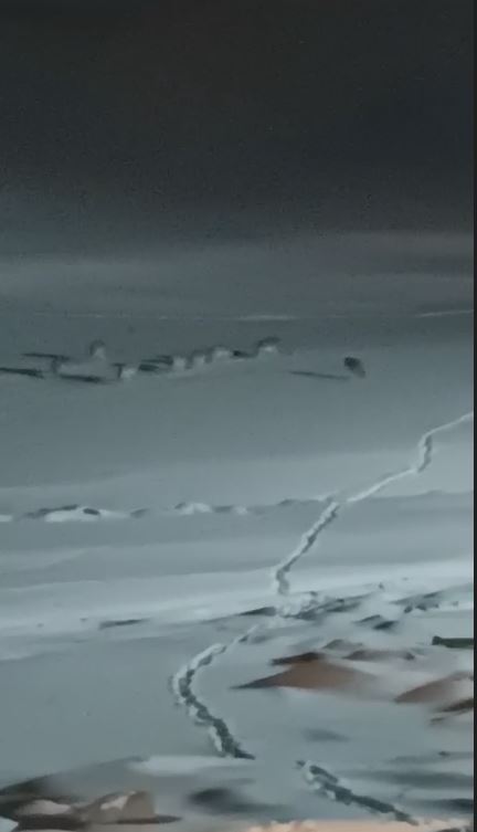 Gürpınar’da kurt sürüsü köye indi!