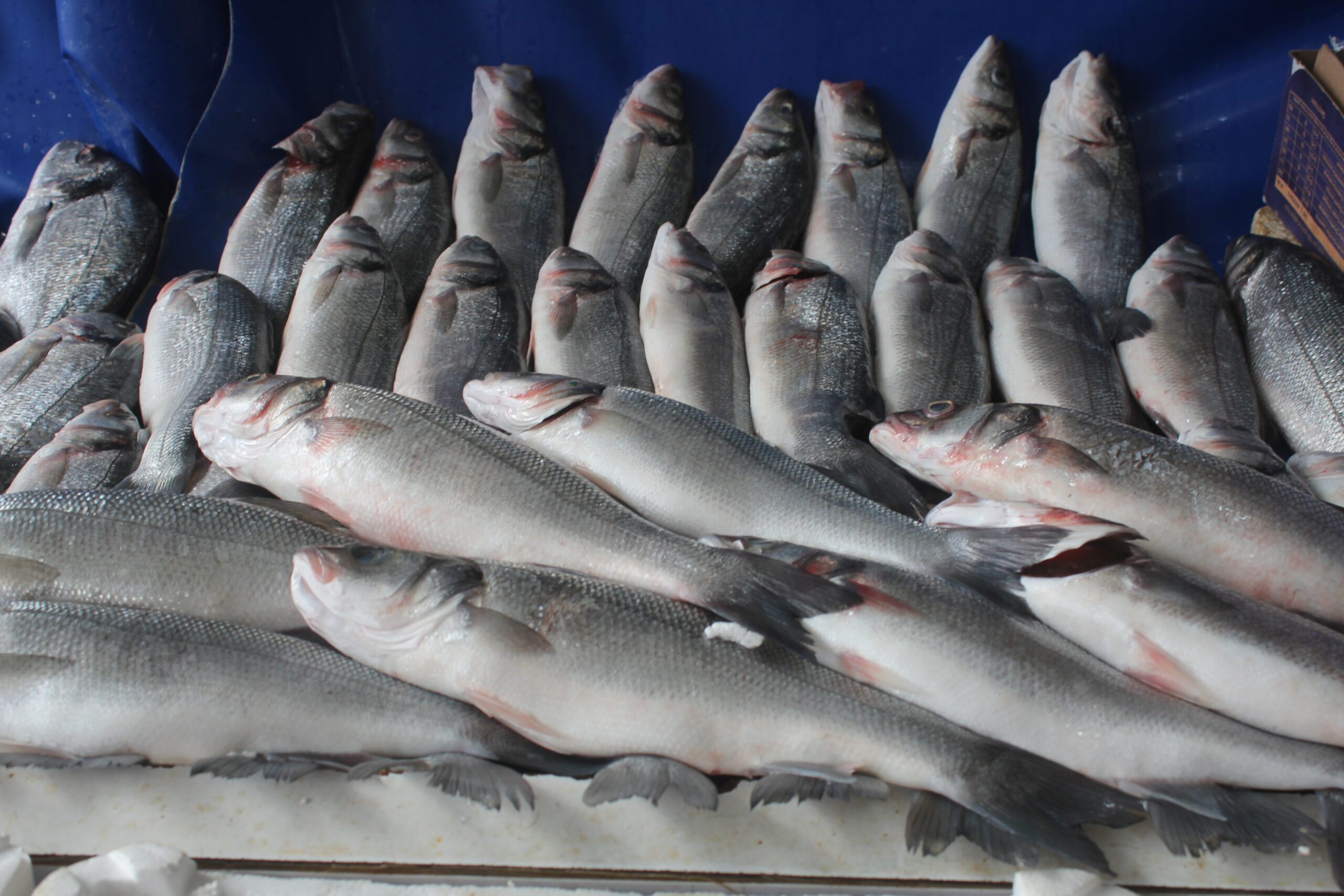 Van’da balık yemek lüks oldu