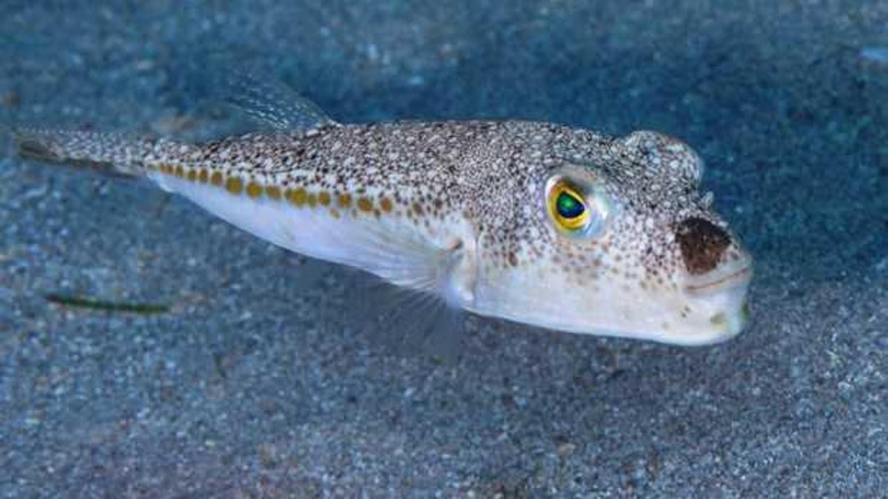 İskenderun’da balon balığı yiyen 7 kişilik aile zehirlendi