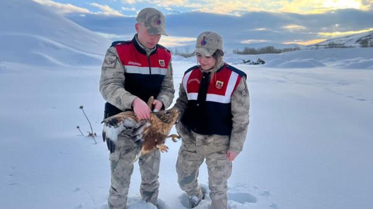 Van’da yaralı halde bulundu! Koruma altına alındı
