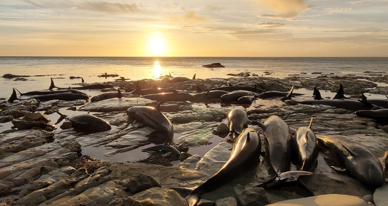 Yeni Zelanda’da kıyıda mahsur kalan balina ve yunus sürüsüne ötenazi yapıldı