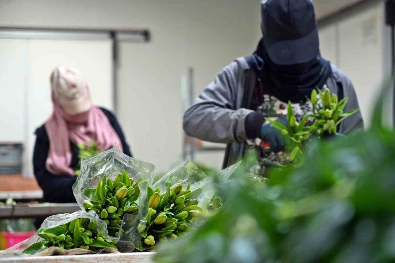 Antalya’dan Sevgililer Günü için dünyaya Türkiye nüfusu kadar çiçek
