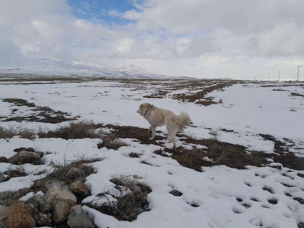 Sevimli Köpeğin Dronla İmtihanı