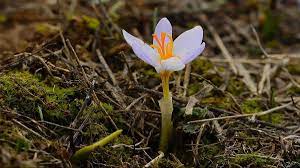 Baharın müjdecisi havaya düştü