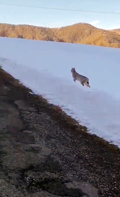 Ardahan’da karlı arazide yiyecek arayan vaşak görüntülendi