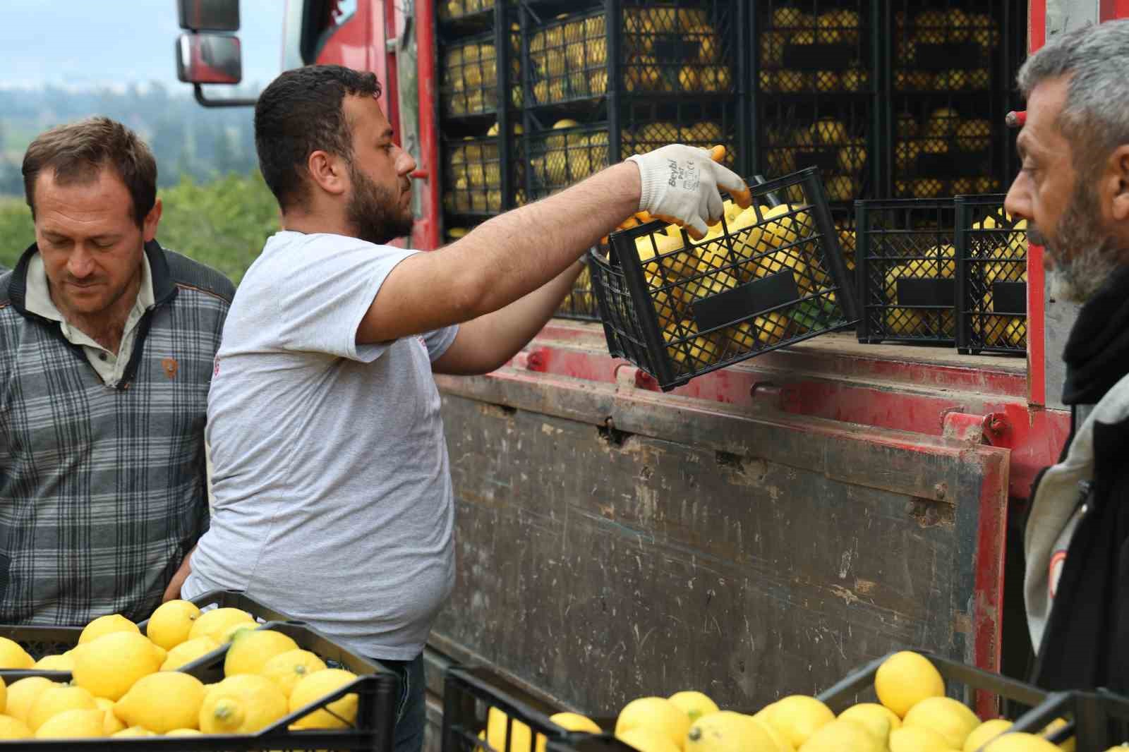 200 bin ton rekolte beklenen limonda çiftçiye önemli destek