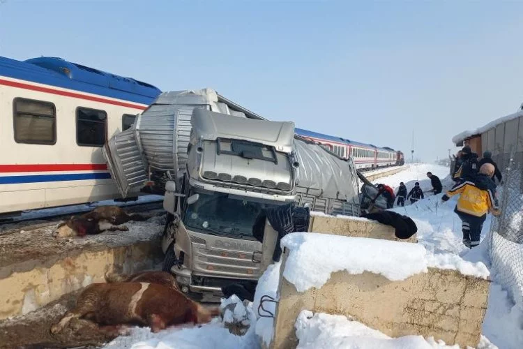 Hayvan yüklü tıra tren çarptı: Ölü ve yaralılar var
