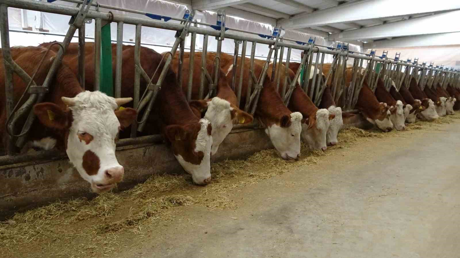 Devlet desteğiyle kurulan tesis günlük 700 litre süt üretimi yapıyor