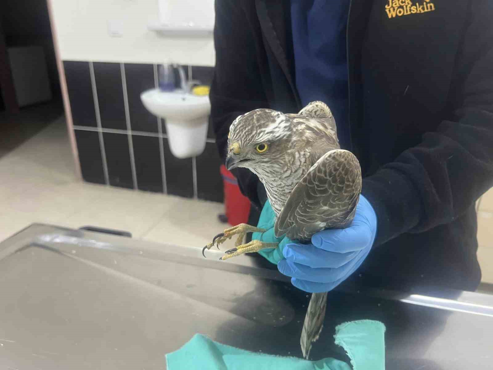 Kars’ta güçten düşen atmaca tedavi altına alındı