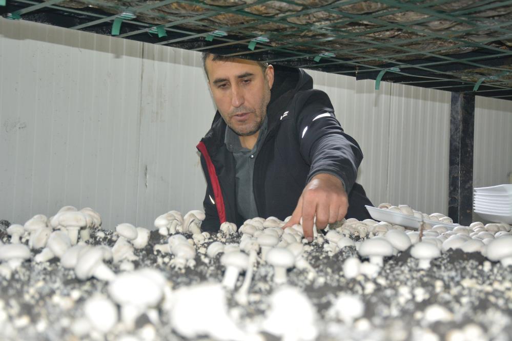 Kurduğu tesis ile bölgenin mantar ihtiyacını karşılıyor