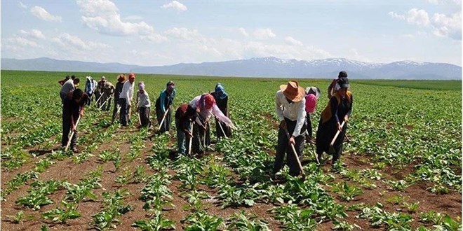 Tarım ve Orman Bakanlığına bin 500 işçi alınacak