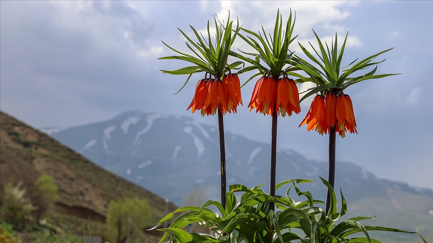 Prof. Dr. Ters Lale Hakkında Bilinmeyenleri Anlattı