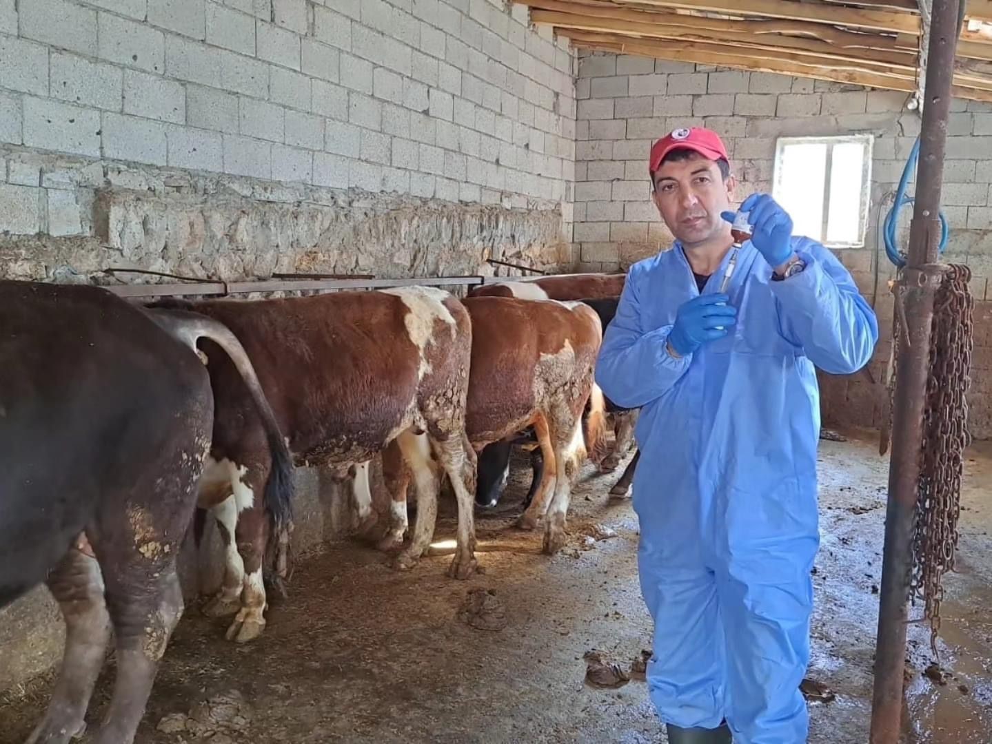 Bitlis’te şap aşısı devam ediyor
