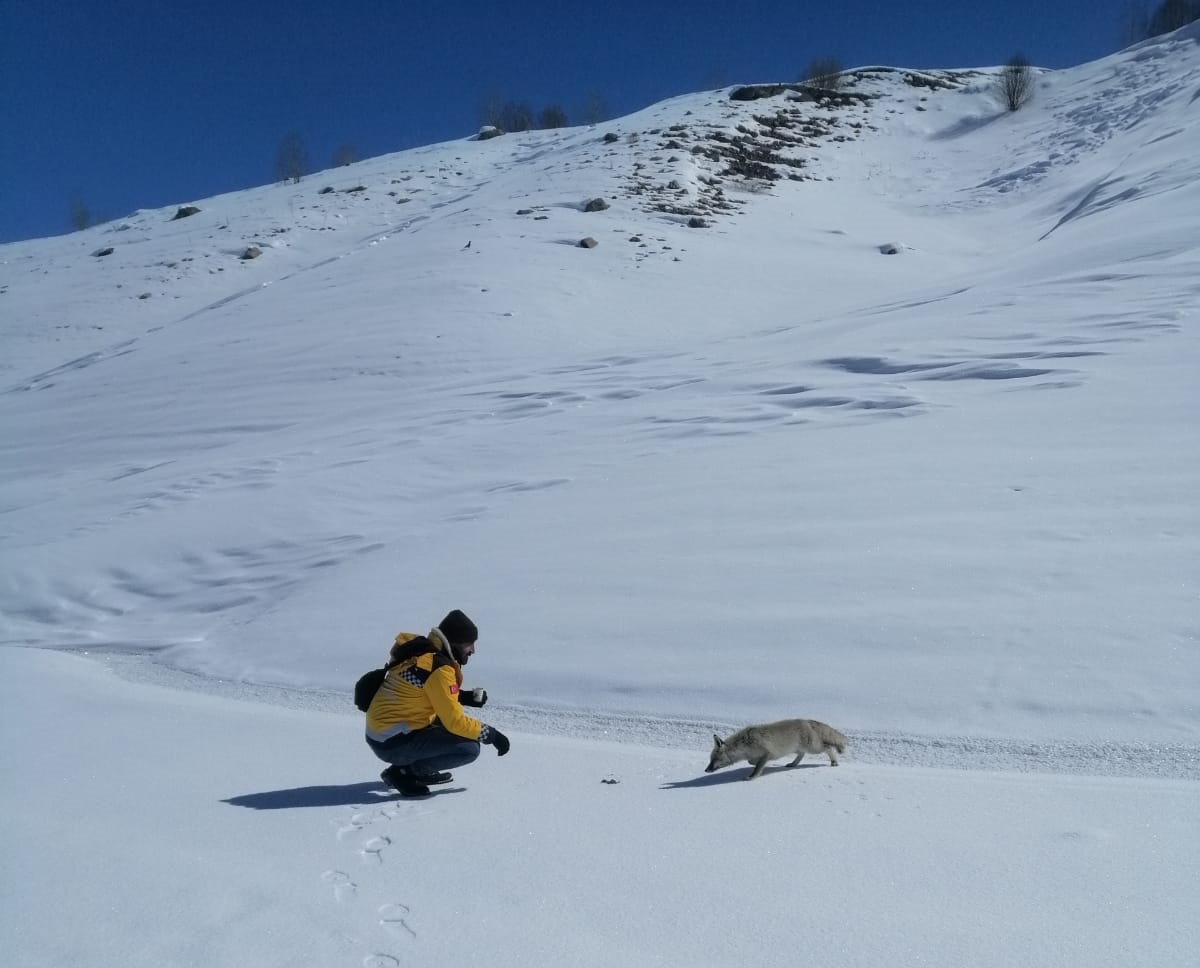 Tilkiyi balıkla beslediler