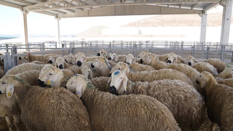 Çankırı’da 76 yetiştiriciye 216 adet koç dağıtıldı