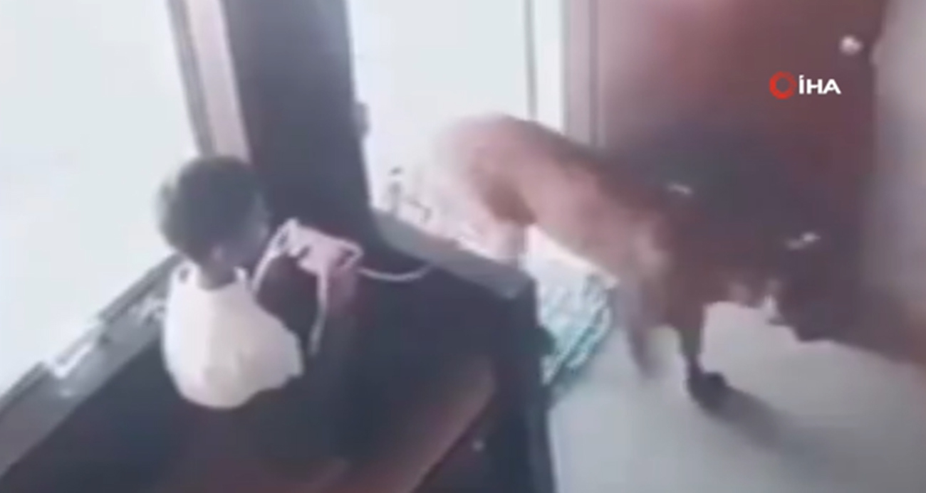 Telefonla oynarken ofise leopar girdiğini gören çocuk soğukkanlılıkla kaçmayı başardı