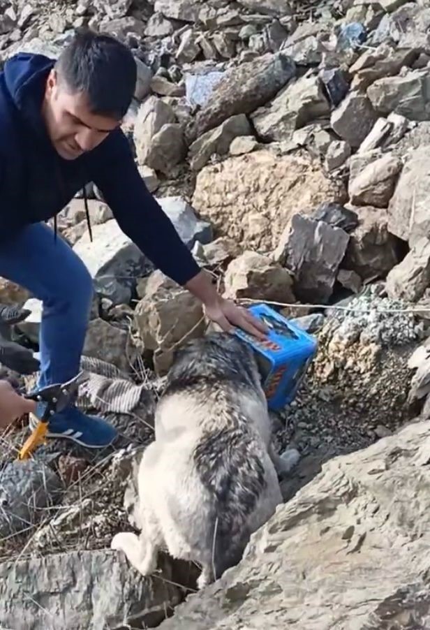 Yiyecek ararken kafasını tenekeye sıkıştıran köpeği itfaiye ekipleri kurtardı