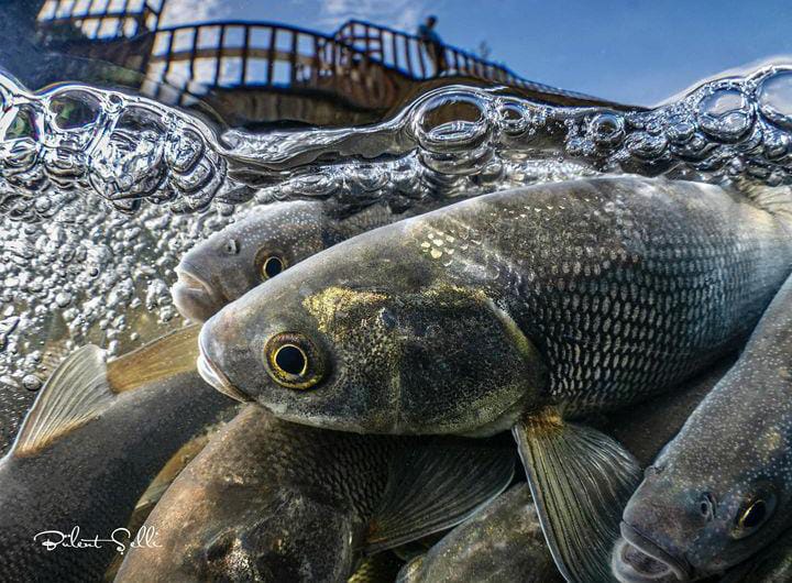Van Balığı Fotoğrafıyla Finale Kaldı