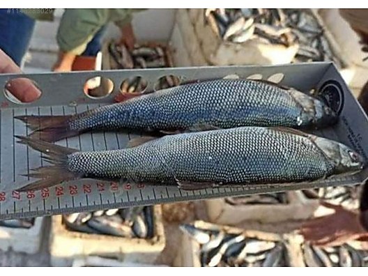 İnci Kefali (Van Balığı) markalaşıyor!