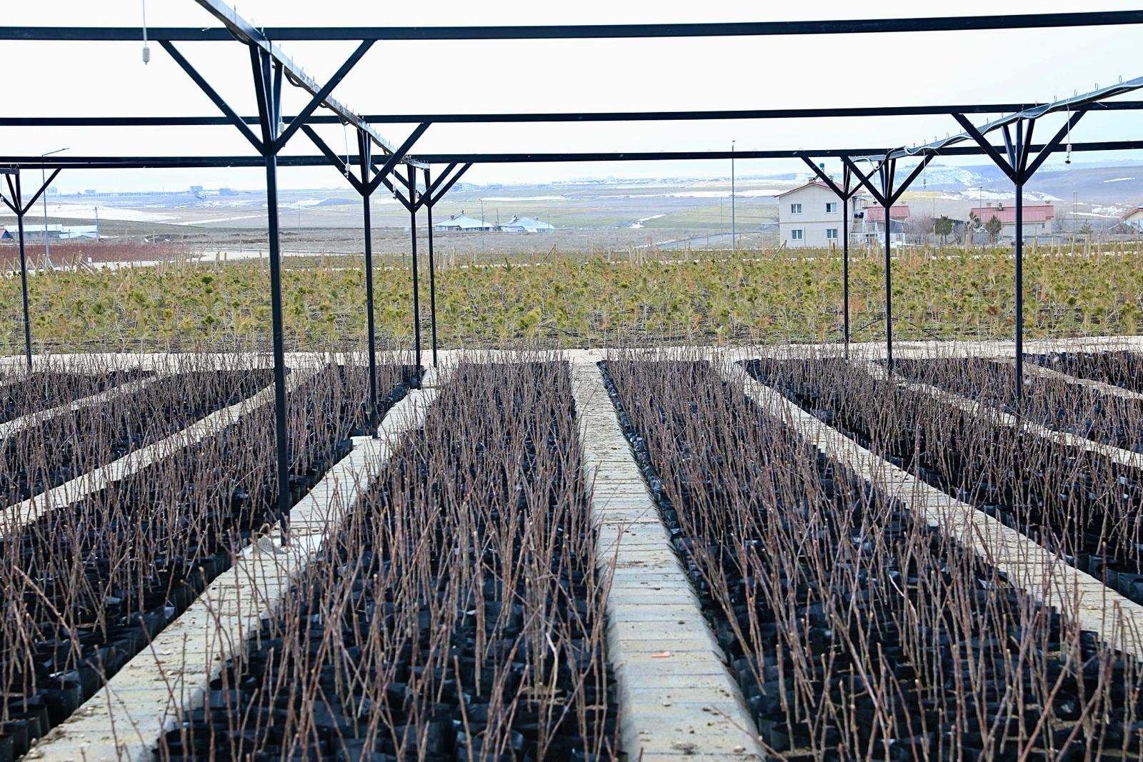 Van’da 2 milyon 700 bin fidan dikilecek