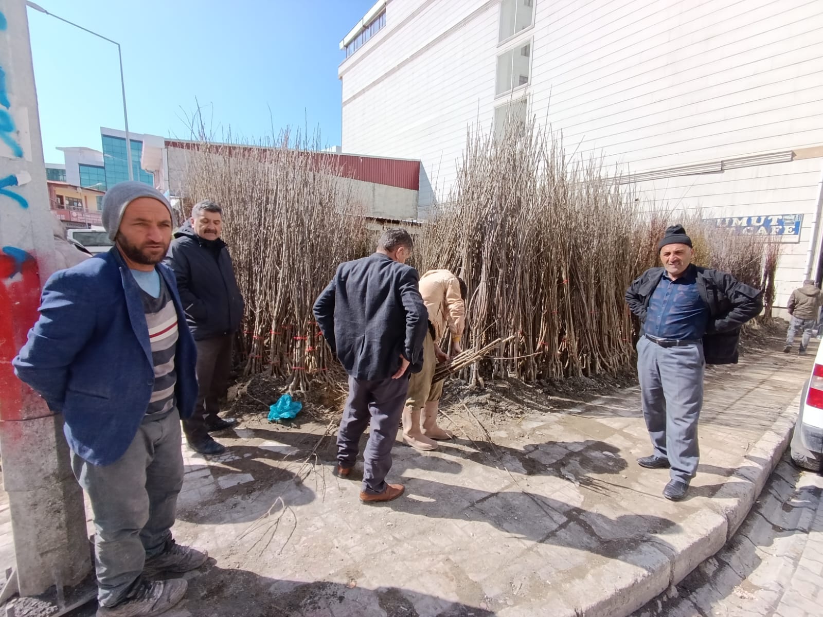 Van’da fidan satışları başladı