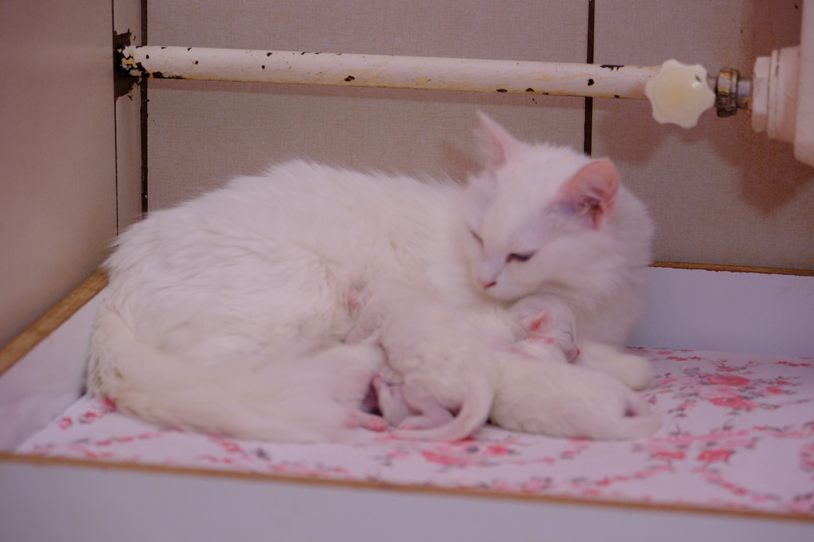 2024’ün ilk Van kedileri dünyaya geldi