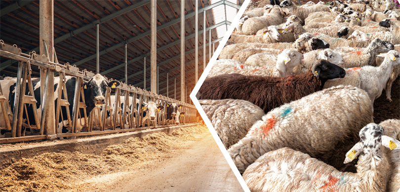 Van’da uzmanlar, hayvan sahiplerini bahar hastalıklarına karşı uyardı