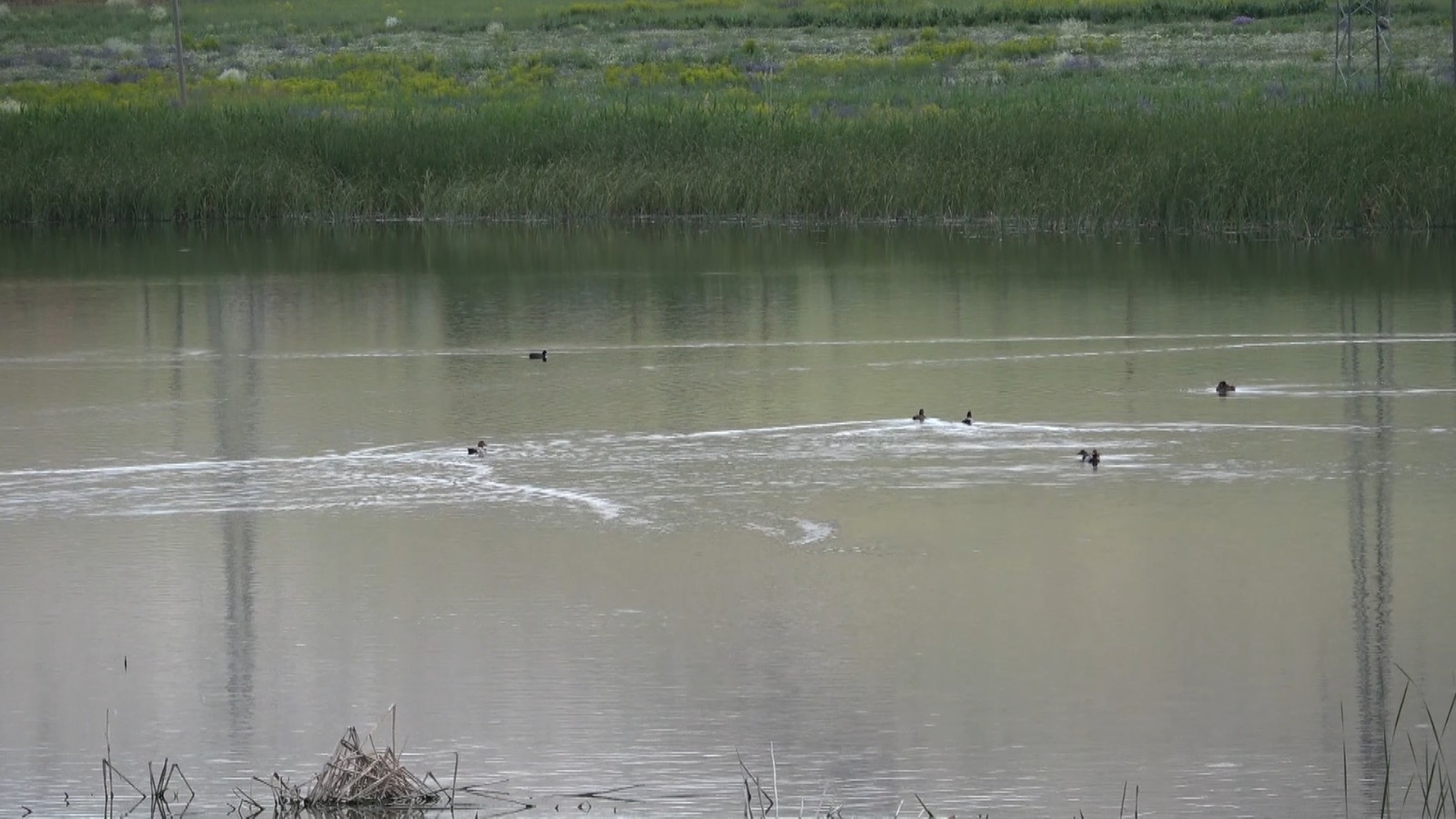 Van’da yaşanan kuraklık yaban hayatı olumsuz etkiliyor